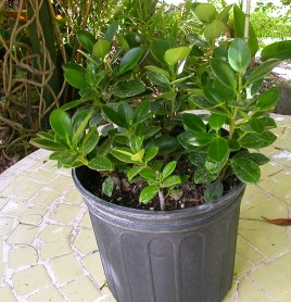 Ficus Microcarpa